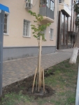 Посадили новое деревце и отремонтировали фасад (прислано пользователем: italmas77)